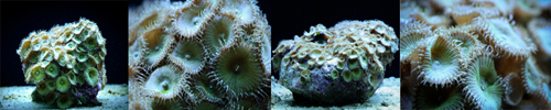 Zoanthus